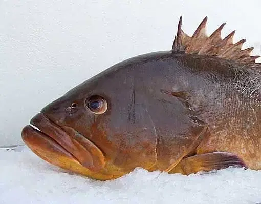 Mérou